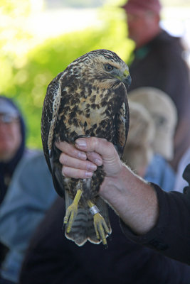 Swainson's Hawk!