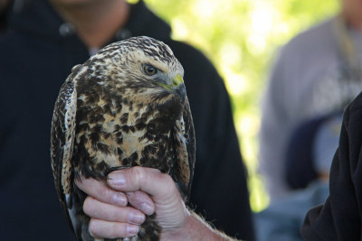 Swainson's Hawk!