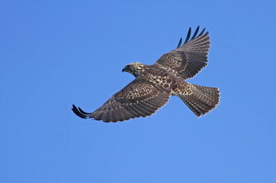 Swainson's Hawk!