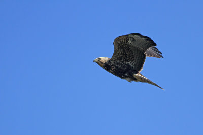 Swainson's Hawk!