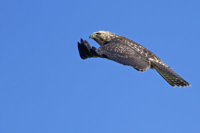 Swainson's Hawk!