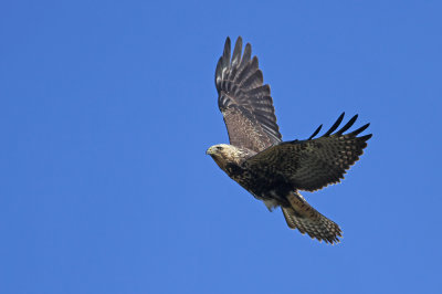 Swainson's Hawk!