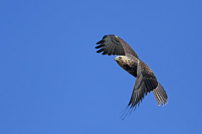 Swainson's Hawk!