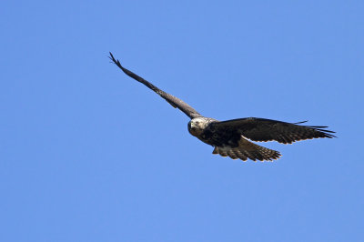 Swainson's Hawk!