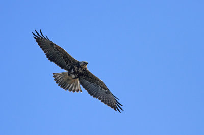 Swainson's Hawk!