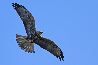 Swainson's Hawk!