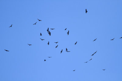 Kettle of vultures