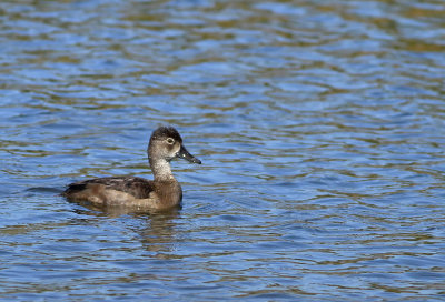 Ring-necked Duck