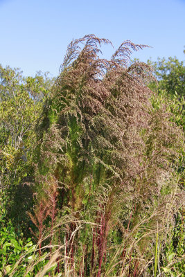 Eupatorium capillifolium- Dog Fennel