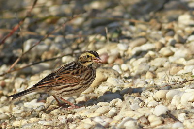 Savannah Sparrow