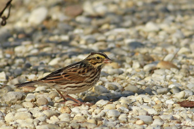 Savannah Sparrow