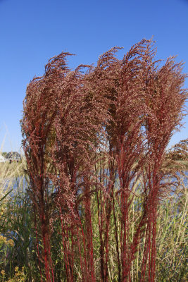 Eupatorium capillifolium- Dog Fennel