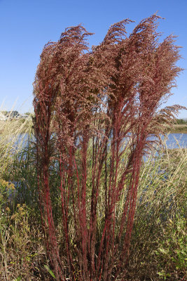 Eupatorium capillifolium- Dog Fennel