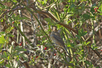 Indigo Bunting