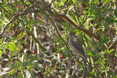 Indigo Bunting