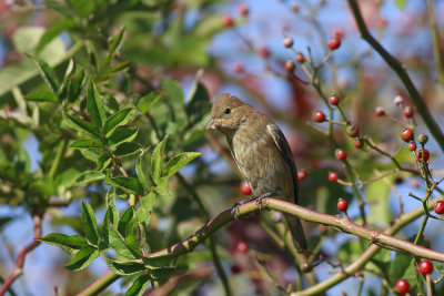 Indigo Bunting