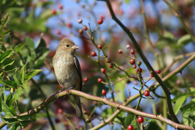 Indigo Bunting