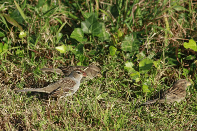 White-crowned Sparrow