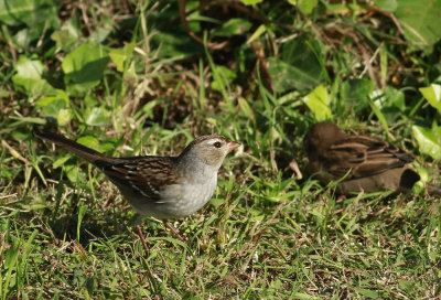 White-crowned Sparrow