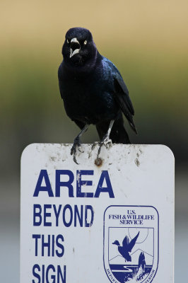 Boat-tailed Grackle