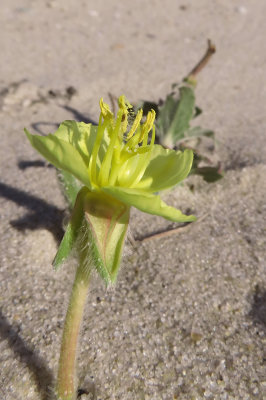 Oenothera humifusa- Seabeach Evening Primrose