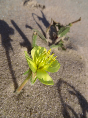 Oenothera humifusa- Seabeach Evening Primrose