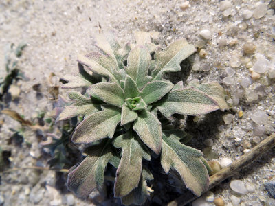 Oenothera humifusa- Seabeach Evening Primrose