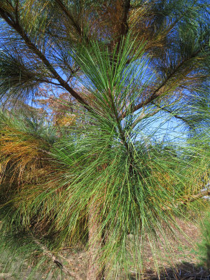Pinus taeda- Loblolly Pine