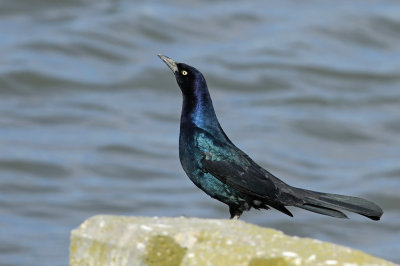 Boat-tailed Grackle