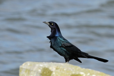 Boat-tailed Grackle