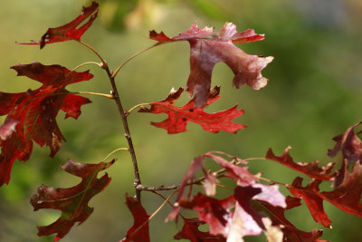 Quercus coccinea- Scarlet Oak