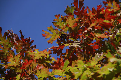 Quercus alba- White Oak