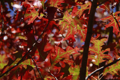Quercus coccinea- Scarlet Oak