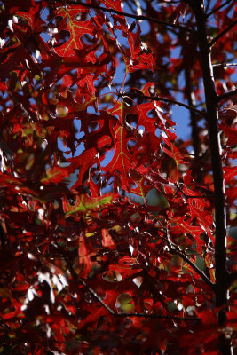 Quercus coccinea- Scarlet Oak