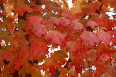 Acer saccharum- Sugar Maple