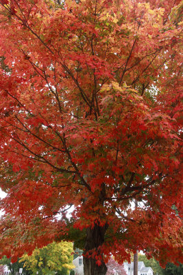 Acer saccharum- Sugar Maple