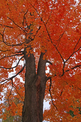 Acer saccharum- Sugar Maple