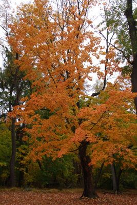 Acer saccharum- Sugar Maple