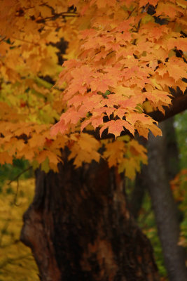 Acer saccharum- Sugar Maple