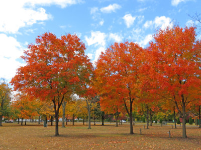 Acer saccharum- Sugar Maple
