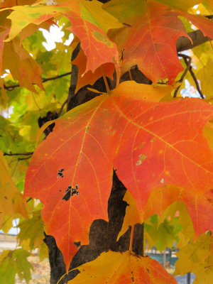 Acer saccharum- Sugar Maple