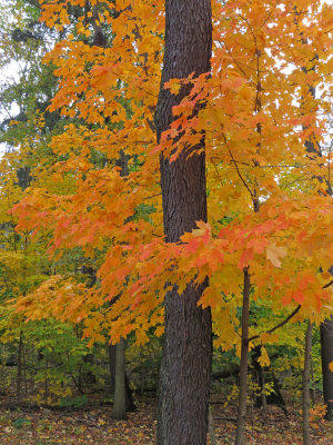 Acer saccharum- Sugar Maple