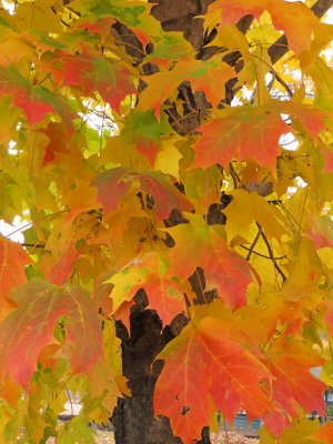 Acer saccharum- Sugar Maple