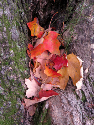 Acer saccharum- Sugar Maple