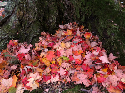 Acer saccharum- Sugar Maple