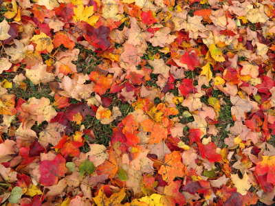 Acer saccharum- Sugar Maple