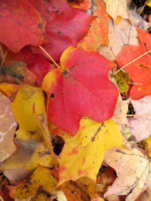 Acer saccharum- Sugar Maple
