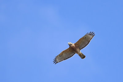 Red-shouldered Hawk (adult)