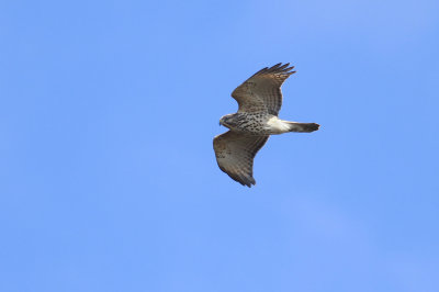 Red-shouldered Hawk (juvenile)