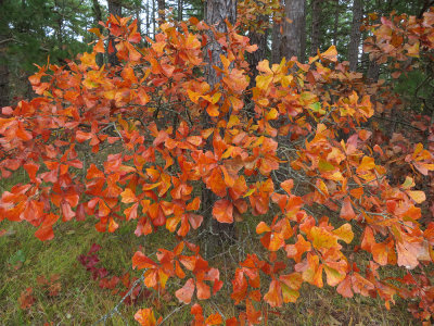 Quercus marilandica- Blackjack Oak